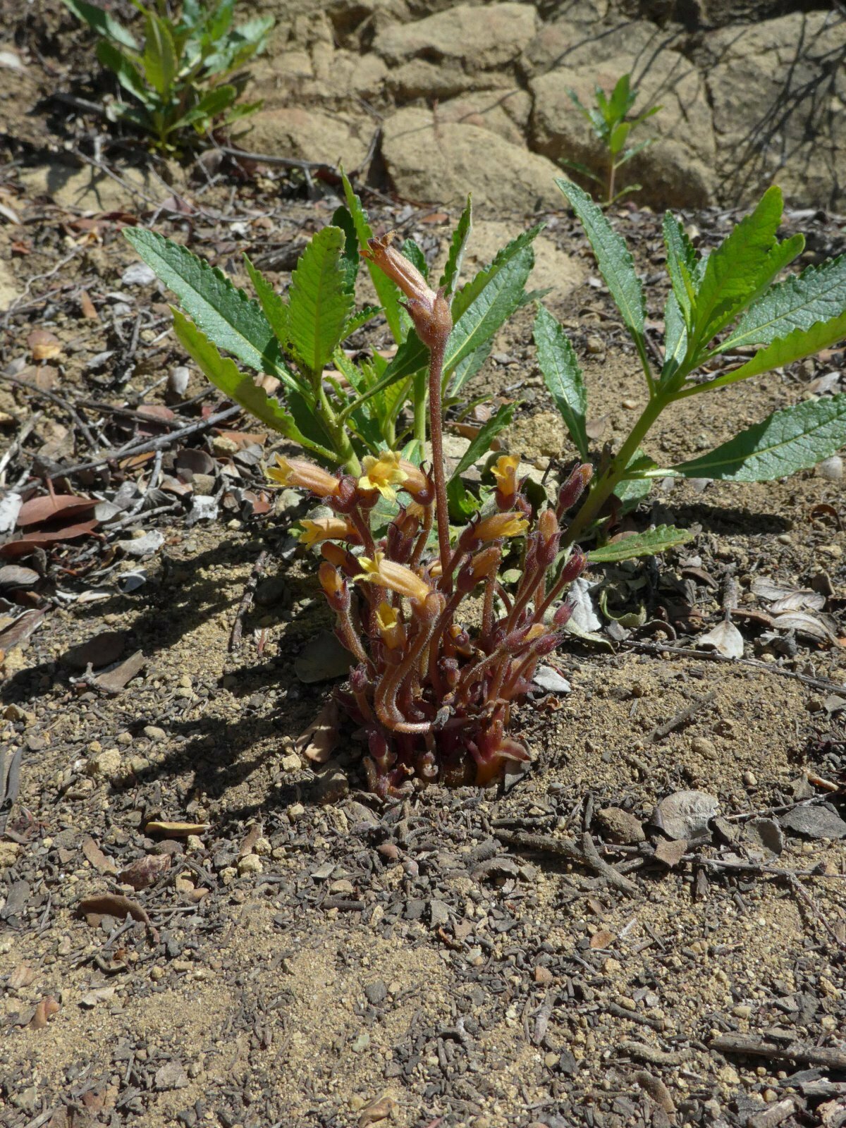 High Resolution Orobanche fasciculata Plant